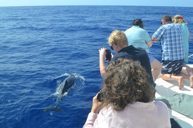 VipDolphins Luxury Whale Watching - FAQs