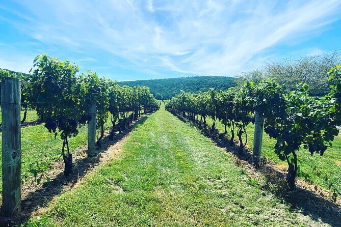 Virginia Wineries Tour - Virginia Wineries Tour: An Honest Look at This Private Vineyard Experience