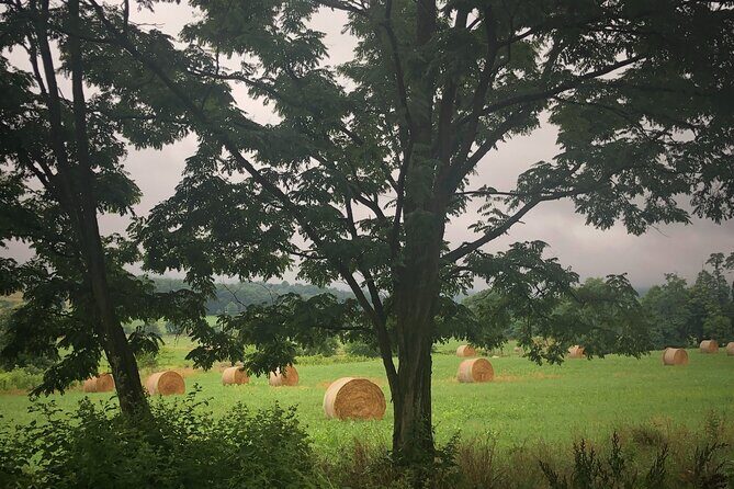 Virginia Winery Excursion By Luxury Vehicle 2-Wineries - Who Is This Tour Best For?