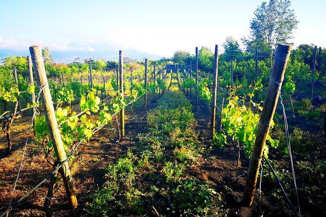 Visit 2 wine producers with tasting and transportation included - A Closer Look at a Wine Tour Near Naples