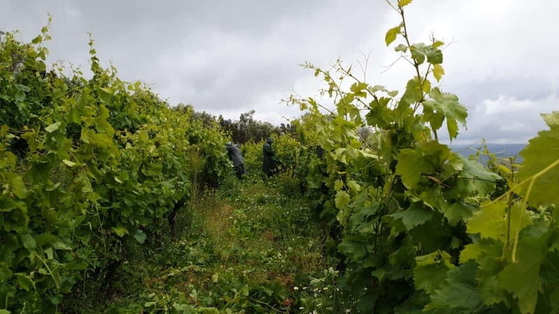 Visit a traditional estate with wine tasting - pet friendly - Visiting a Traditional Douro Estate with Wine Tasting: An Honest Look