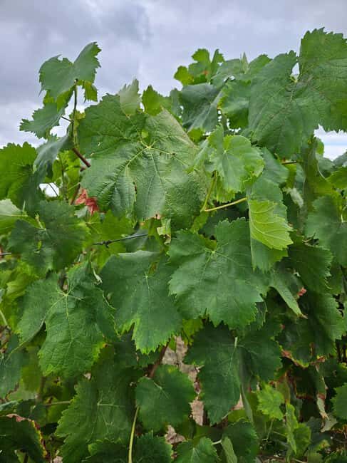 Visit a traditional estate with wine tasting - pet friendly - The Wine Tasting Experience