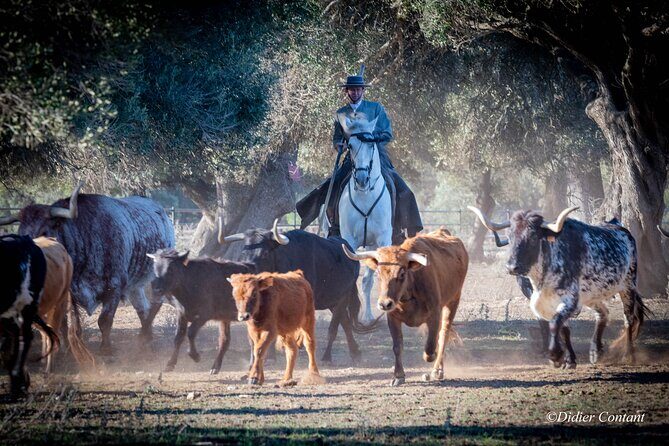 Visit Alvaro Domecq Horses and Brave Bulls in Freedom - In-Depth Look at the Tour