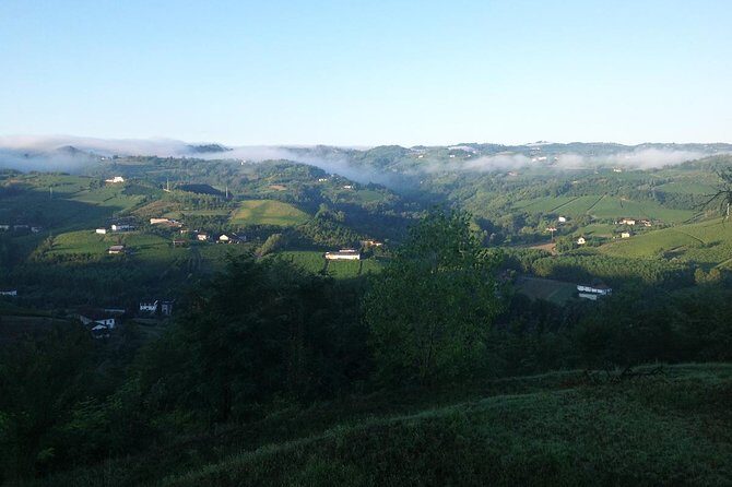 Visit among vineyards and wine cellar with wine tasting in Nizza Monferrato - An In-Depth Look at the Vineyard and Wine Cellar Tour