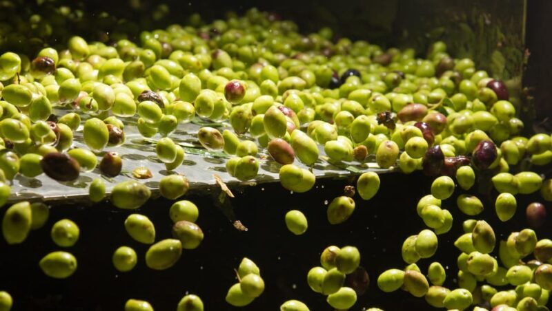 Visit an almazara + extra virgin olive oil tasting: Baeza - What’s Included and What to Expect