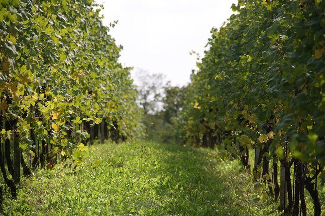 Visit and tasting of 3 D.O.C.wines Fontechiara - Exploring the Fontechiara Wine Tasting Tour: An Honest Look