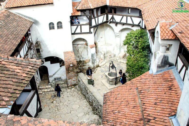 Visit Bear Sanctuary and Bran Castle from Brasov - What You Can Expect from the Tour