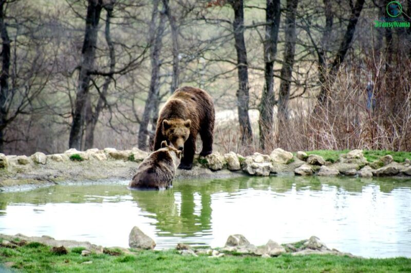 Visit Bear Sanctuary and Bran Castle from Brasov - FAQ
