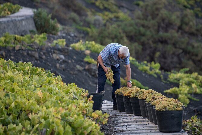 Visit Bodegas Teneguía winery in La Palma with wine Tasting - Reviews and Authentic Feedback