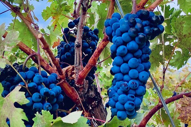 Visit Cuenca and a Vineyard in Spanish Tuscany from Madrid - What the Reviews Say