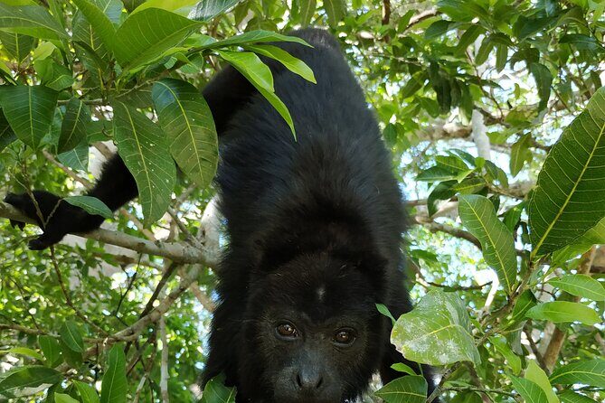 Visit Kohunlich with the option of Professional Native Guides - What’s Included and What to Expect