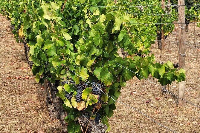 Visit Mademoiselle Château and Wine Tasting on Hillsides of Nice - Authentic Perspectives from Past Travelers