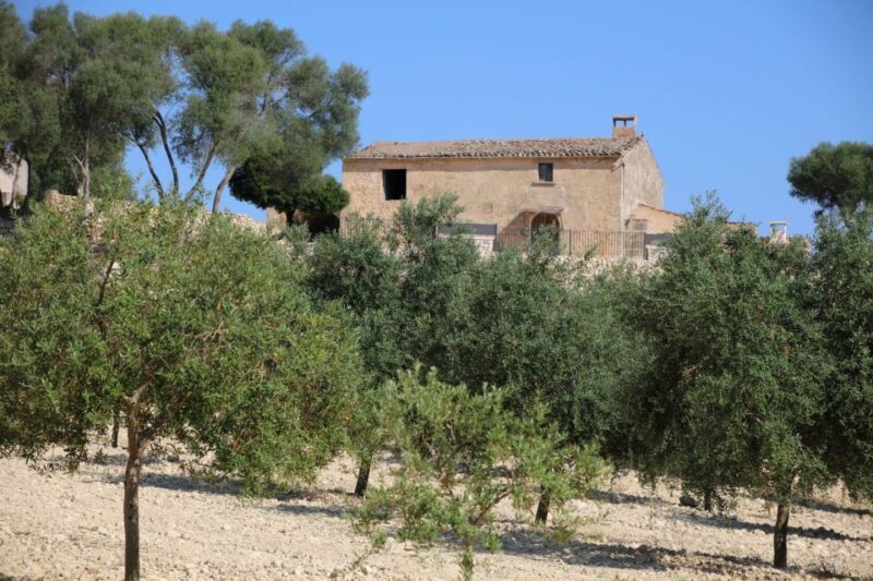 Visit of the olive grove, olive oil tasting and snack - FAQ