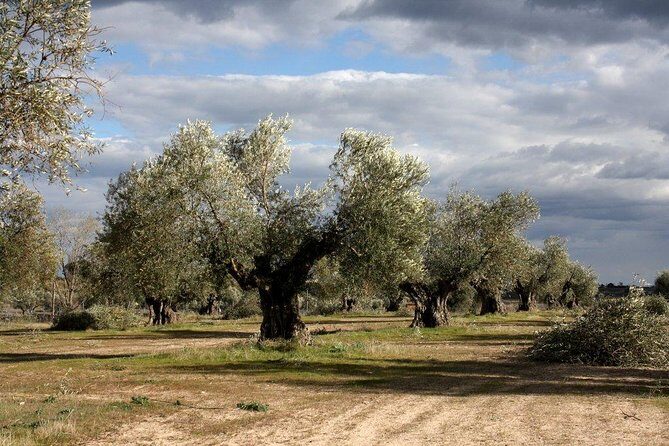 Visit olive grove centenary with oil tasting course - Key Points