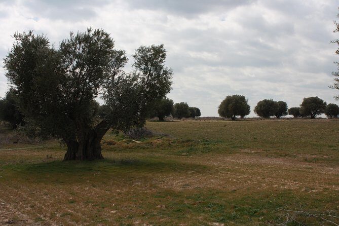 Visit olive grove centenary with oil tasting course - Real Traveler Insights & Highlights