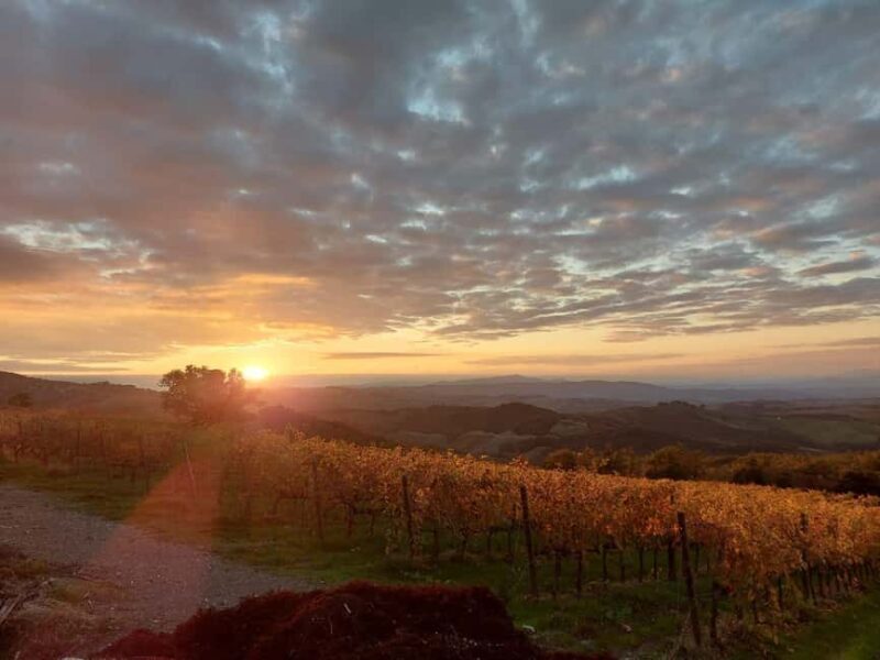 Visit our scenic winery and enjoy a tasting of award-winning organic wines - Key Points