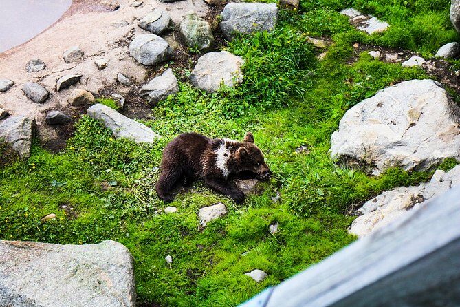 Visit Ranua Arctic Wildlife Park from Kemi - The Practical Side: Details You Need to Know