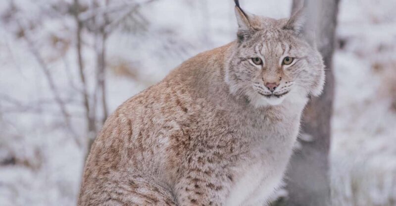 Visit Ranua Wildlife Park with Photographer - Discovering Ranua Wildlife Park with a Photographer: An Honest Look