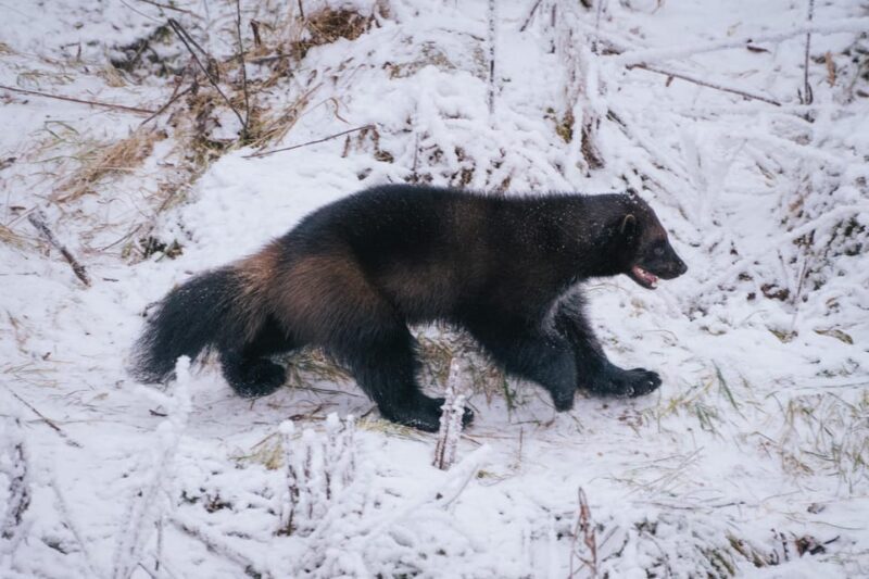 Visit Ranua Wildlife Park with Photographer - Is This Tour Worth It? Analyzing the Value