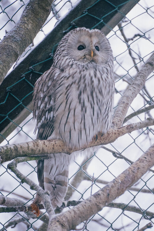 Visit Ranua Wildlife Park with Photographer - Who Should Consider This Tour?