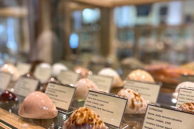 Visit Shell Museum Cavtat - Key Points