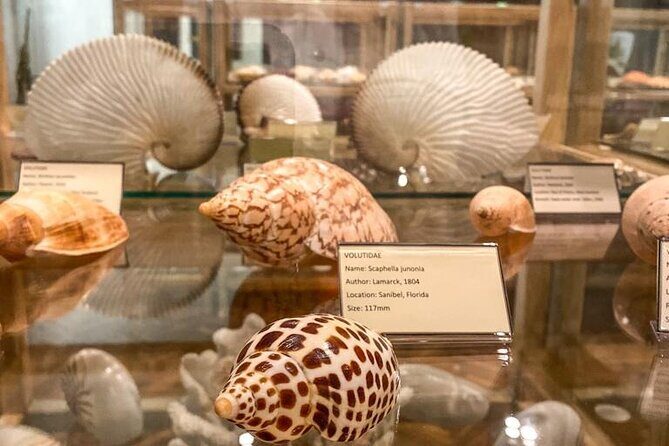 Visit Shell Museum Cavtat - What to Expect at the Shell Museum Cavtat