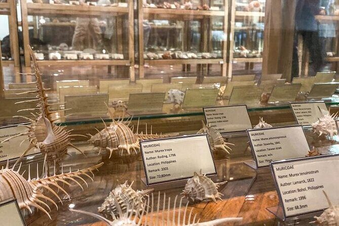 Visit Shell Museum Cavtat - Inside the Museum: What Youll Love