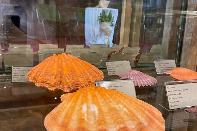 Visit Shell Museum Cavtat - The Sum Up: Is It Worth Your Time?