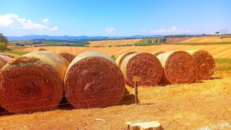 Visit Siena and San Gimignano with lunch at a family farm - Tasting Tuscany: Lunch at a Family-Run Farm