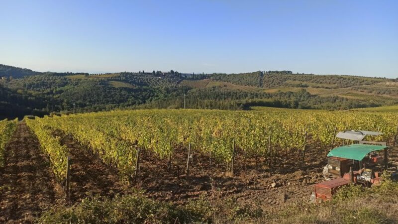 Visit Siena and San Gimignano with lunch at a family farm - Timing and Pacing