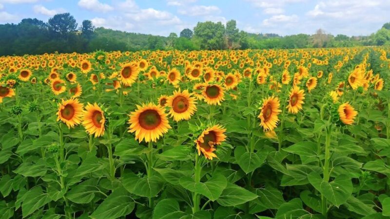 Visit Siena and San Gimignano with lunch at a family farm - Who Is This Tour Best For?