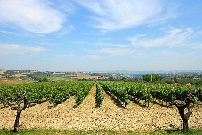 Visit the Marchesi de Cordano winery and taste its wines - Practical Tips