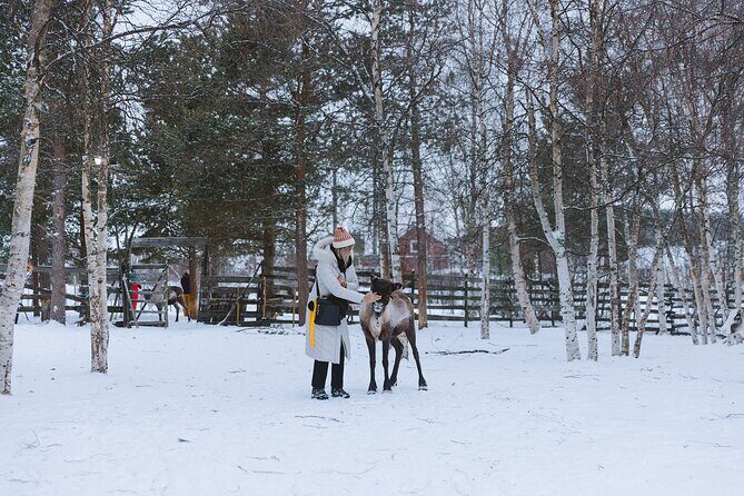 Visit the Sami and Reindeer in a Day Trip from Abisko - Final Thoughts