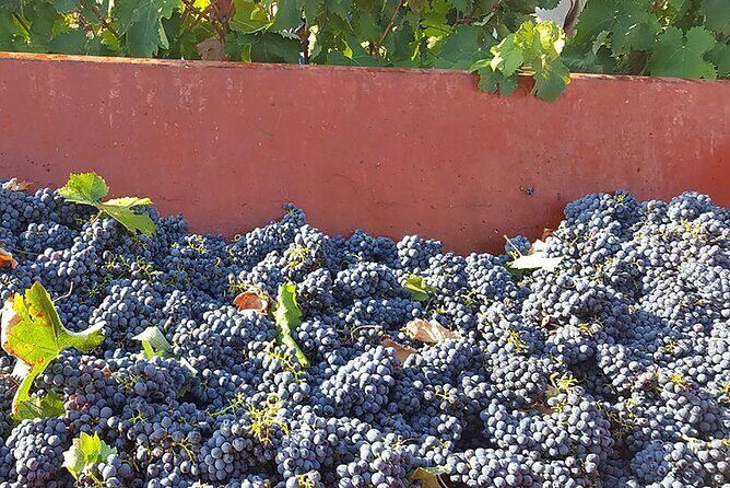 Visit to a Winery in Salento with Wine tasting and light lunch. From Lecce - An In-Depth Look at the Salento Winery Tour