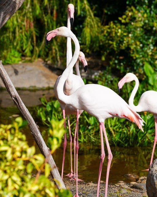 Visit to Madeira Bird Island - Who Is This Tour Best For?