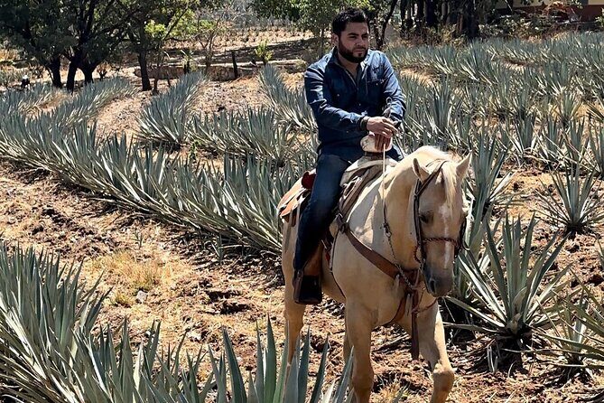 Visit to Tequila and Horseback Riding Among the Agave Landscape - Introduction