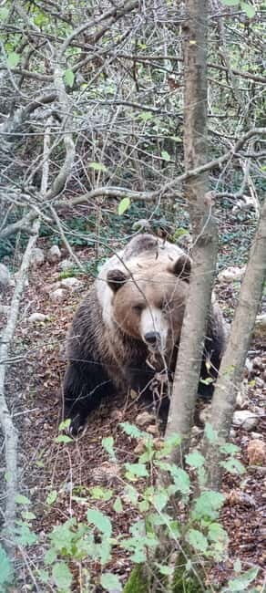 Visit to the bear wildlife area and the medieval tower - Key Points