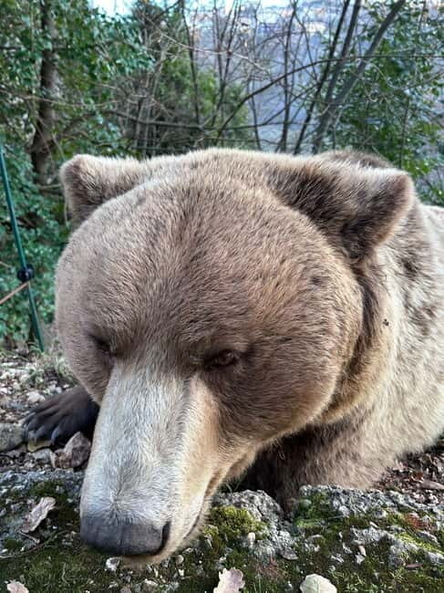 Visit to the bear wildlife area and the medieval tower - Practical Details That Matter