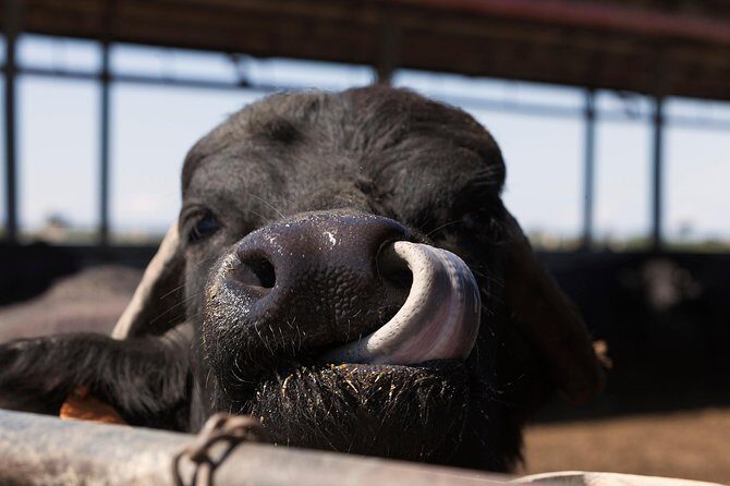 Visit to the Bufale and Dairy farm with cheese tasting - What Real Travelers Say