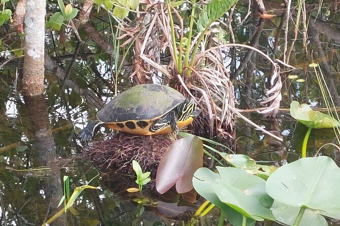 Visit to the Everglades in French - Who This Tour Is Best For