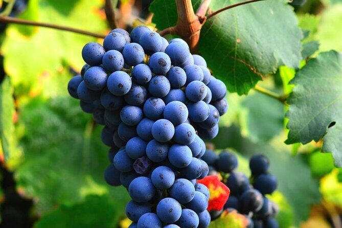 Visit to the Faugères Vineyards with Picnic from Béziers - Why this tour is worth considering