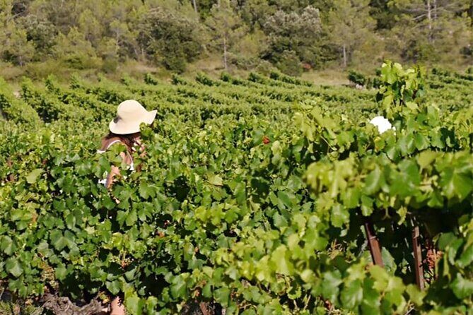 Visit to the Faugères Vineyards with Picnic from Béziers - Frequently Asked Questions