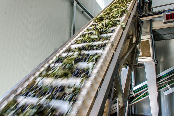 Visit to the oil mill with EVOO experiences in Cuenca - Final Thoughts: Who Will Appreciate This Tour?