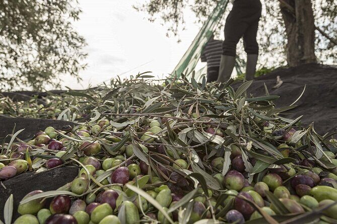 Visit to the olive grove, oil tasting and lunch at the farm - The Walkthrough of the Itinerary