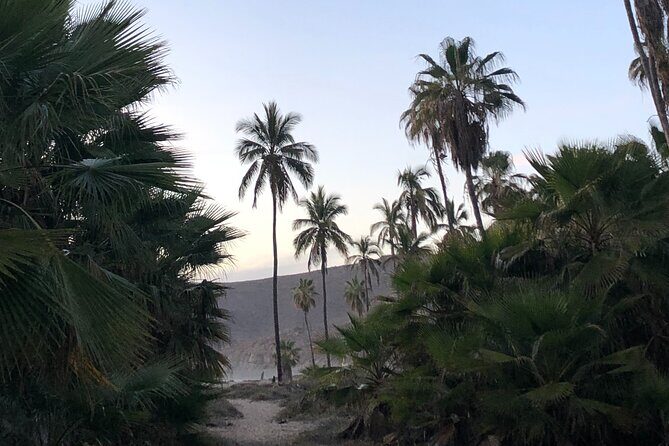 Visit Todos Santos Magic Town - The Practical Details