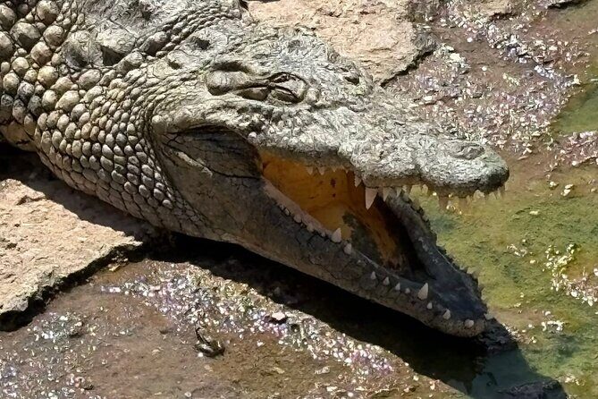 Visite the Crocodiles Park and Botanic garden - Authentic Visitor Perspectives