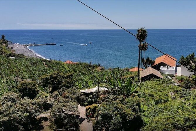 Visiting local Vineyard With Wine Tasting & Lunch included - An Honest Look at Madeira’s Vineyards & Wine Tasting Tour