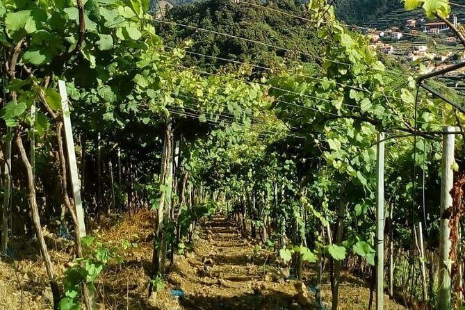 Visiting local Vineyard With Wine Tasting & Lunch included - FAQ