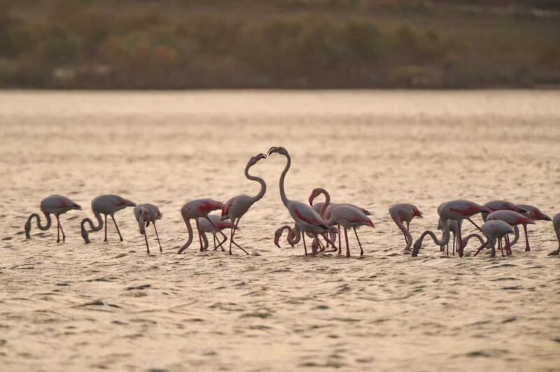 Vlora: Zvernec, Ardenica, Local Winery & Food Experience - Key Points