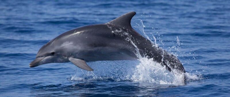 Vodice: Dolphin Watching Boat Tour in ibenik Archipelago - Vodice: Dolphin Watching Boat Tour in Šibenik Archipelago – An Honest Look